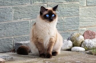 Гіпоалергенні породи котів: топ найкращих варіантів для алергіків