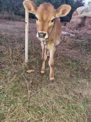 Придбати джерсейську породу корів в Київській обл: вигідні пропозиції