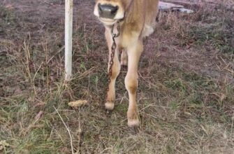 Придбати джерсейську породу корів в Київській обл: вигідні пропозиції