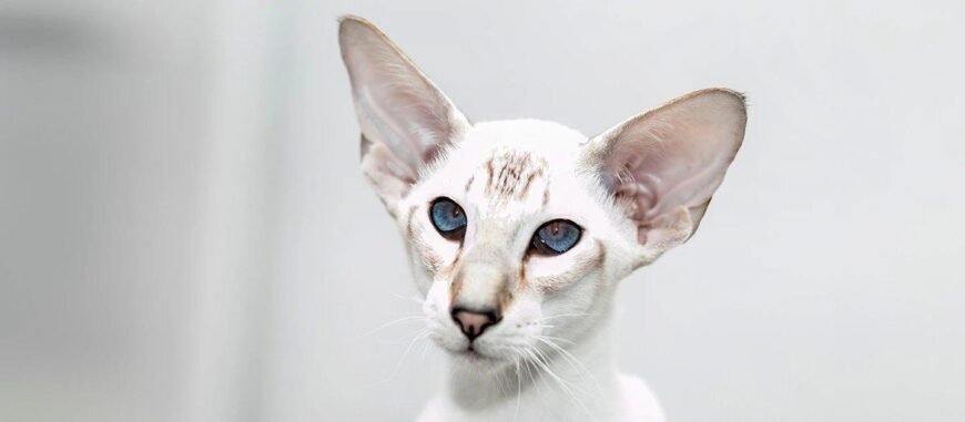 Орієнтальна порода кошек: особливості, догляд та характер улюбленців