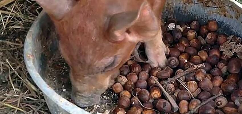 Хто споживає жолуді: основні тварини та їх роль у природі