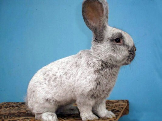 Українські породи кролів: огляд найпопулярніших та їх особливості