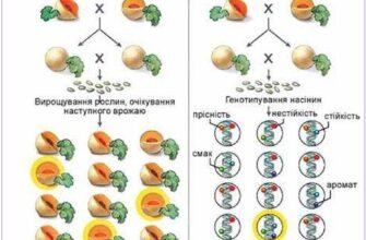 Методи створення нових сортів рослин: наукові розробки та досягнення
