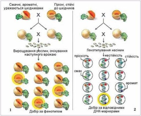 Методи створення нових сортів рослин: наукові розробки та досягнення