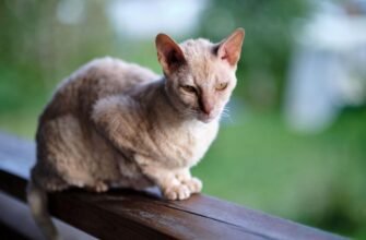 Кудрявая кішка порода: огляд догляду та особливостей характеру