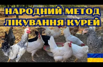 Народні методи лікування курей: ефективні рецепти для здоров’я птиці