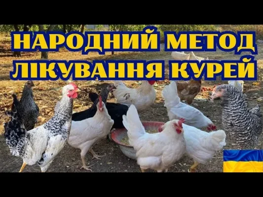 Народні методи лікування курей: ефективні рецепти для здоров’я птиці