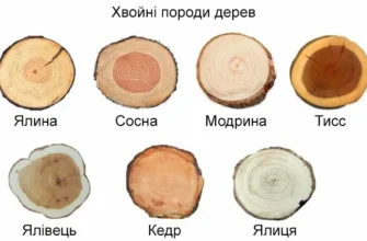 Хвойні породи дерев: огляд та переваги для саду та ландшафту