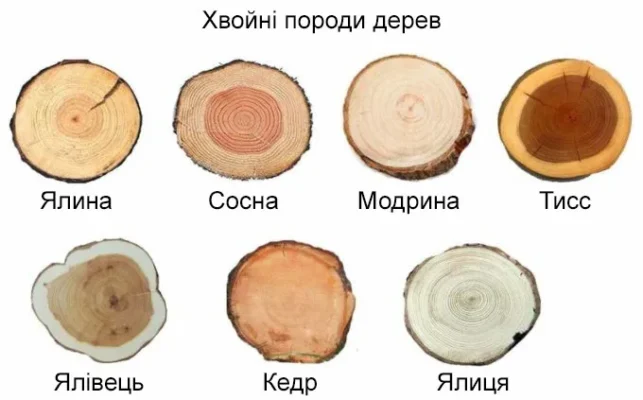 Хвойні породи дерев: огляд та переваги для саду та ландшафту