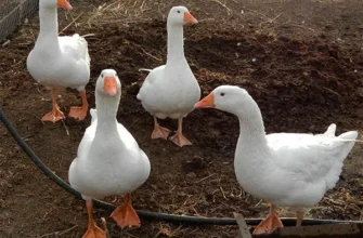 Головні м’ясні породи гусей: обираємо найкращу для господарства!