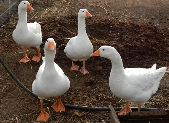 Головні м’ясні породи гусей: обираємо найкращу для господарства!