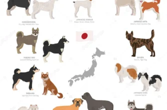 Японські породи собак: унікальні риси та популярні представники