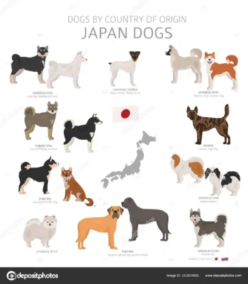 Японські породи собак: унікальні риси та популярні представники