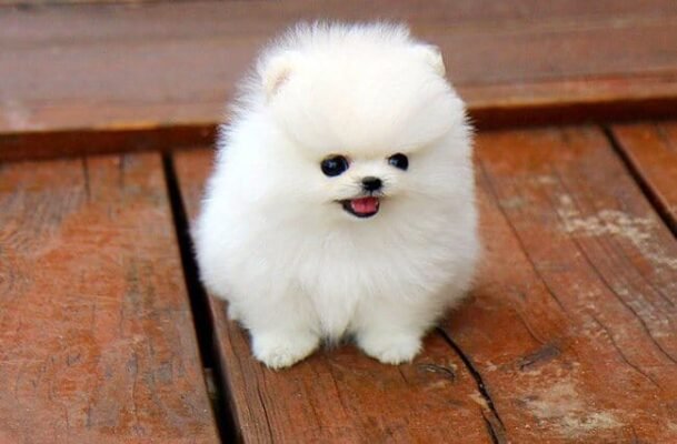 Популярні маленькі породи собачок: вибір для затишного дому