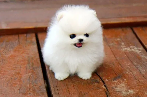 Топ породи собак маленькі: вибір ідеального компаньйона для дому