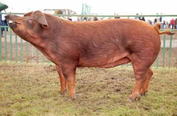 Рижі свині порода: особливості та переваги цих унікальних тварин