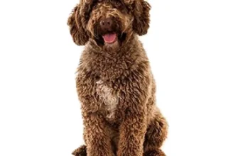 Кучеряві породи собак: найкращі пухнасті друзі для вашої сім’ї