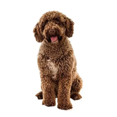 Кучеряві породи собак: найкращі пухнасті друзі для вашої сім’ї