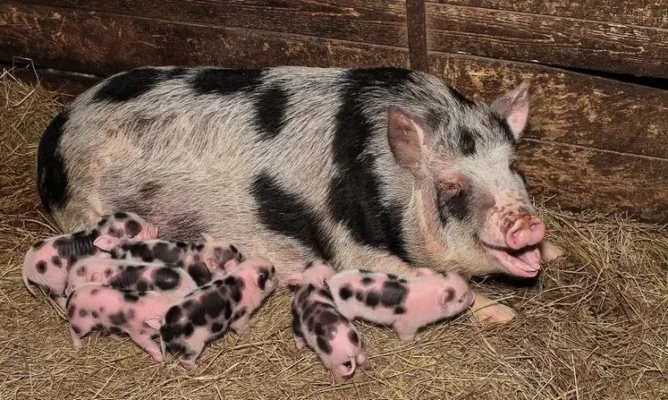 Сальні породи свиней: огляд найкращих видів для фермерів