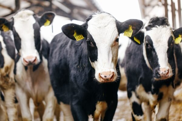 Купити молочні породи корів: огляд найкращих варіантів для фермерів