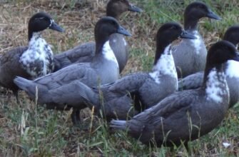 Найбільші породи качок: огляд гігантів серед домашньої птиці