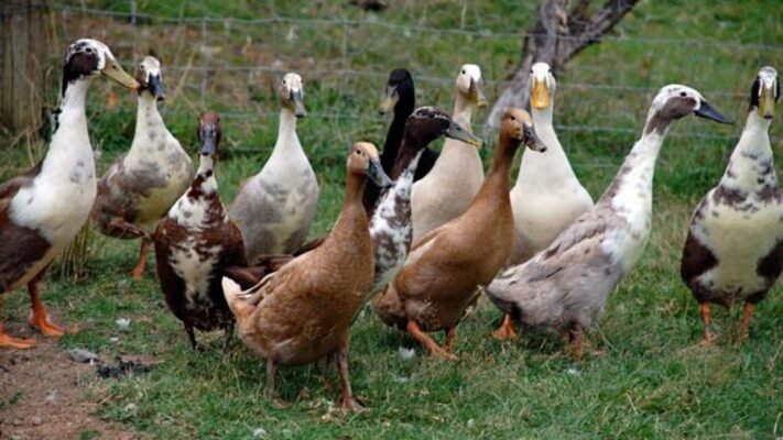 Породи качок: огляд найпопулярніших видів для вашого господарства