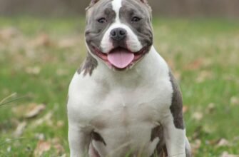 Огляд маленький стафф порода: особливості, характер та догляд