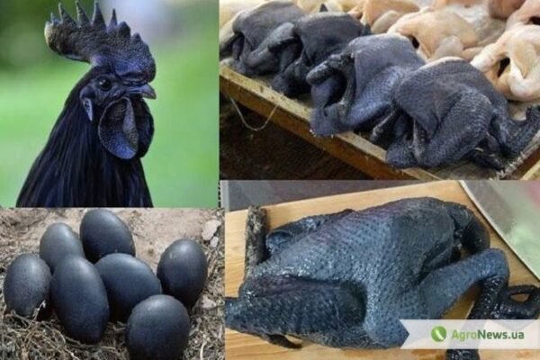 Породи чорних курей: огляд та їх особливості для фермерів України