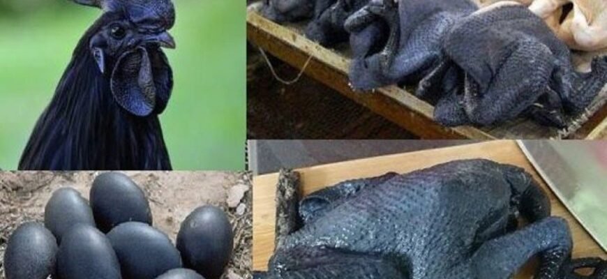 Породи чорних курей: огляд та їх особливості для фермерів України Породи чорних курей: огляд та їх особливості для фермерів України