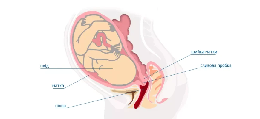 Як виглядає пробка у вагітних: основні ознаки та особливості