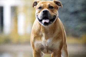 Порода Ка де Бо: Все, що потрібно знати про іспанського мастифа