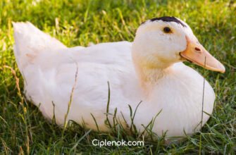 Породи качок мулард: особливості, вирощування та продуктивність