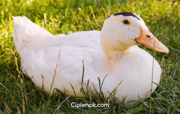 Породи качок мулард: особливості, вирощування та продуктивність