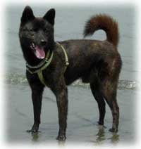 Каи порода собак: особливості, догляд та характер цих унікальних вихованців