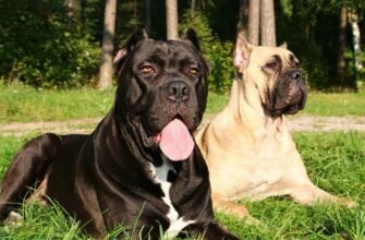 Сторожові породи собак: найкращі охоронці для вашого дому