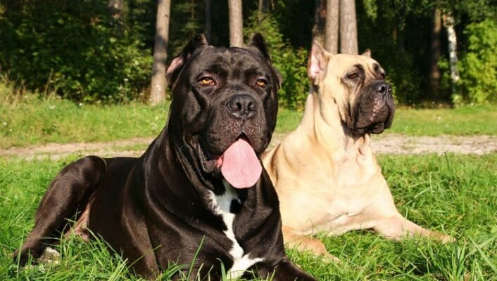 Сторожові породи собак: найкращі охоронці для вашого дому