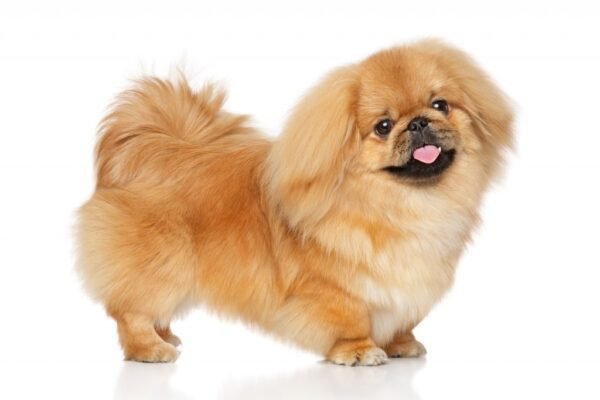 Порода собаки пекінес: особливості, догляд і характер улюбленців