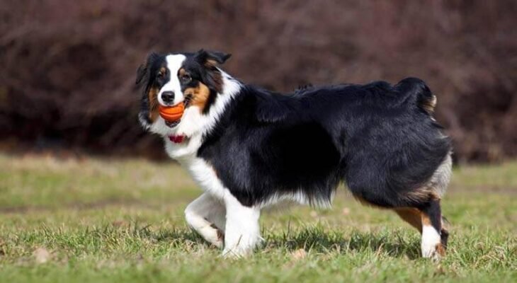 Собаки без хвоста: Огляд популярних порід та їх особливості