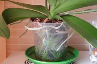 Як поливати орхідею: поради для здорового росту та догляду рослин