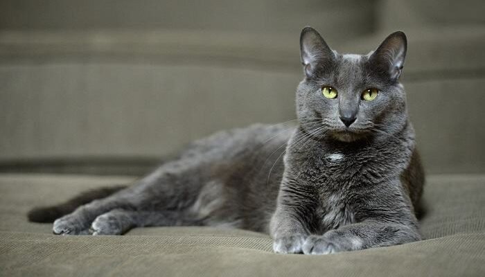 Огляд кращих порід сірих котів: вибір для вашої оселі