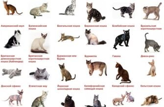 Вибір породи котів: як знайти ідеального пухнастого друга