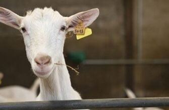 Українські породи кіз: огляд та особливості розведення в Україні