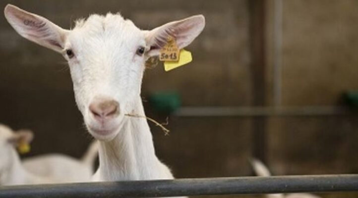 Українські породи кіз: огляд та особливості розведення в Україні