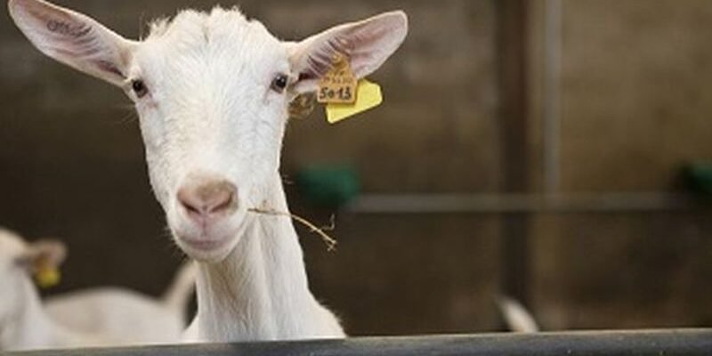 Українські породи кіз: огляд та особливості розведення в Україні
