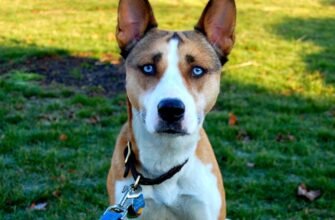 Метиси: Фото та Огляд Особливих Порід Собак для Вашого Дому