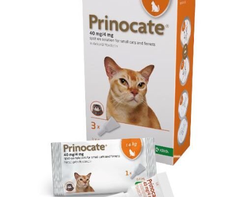 “Prinocate: Розкриття Потенціалу та Застосування – Що Потрібно Знати”