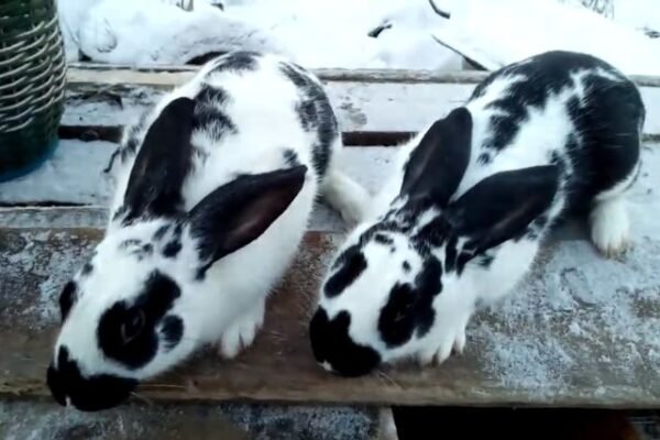 Бабочка: Все, що потрібно знати про цю породу кроликів для Google SEO