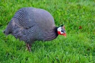 Хто їсть колорадського жука: природні вороги цього шкідника?