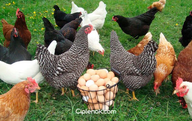 Порода кур Домінант: особливості, переваги та утримання в домогосподарстві