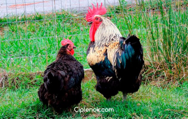 Супер Харко: опис породи кур для високопродуктивного розведення